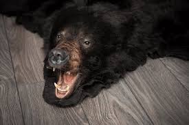 black bear skin rugs furcanada