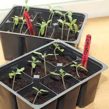 growing tomatoes from seed to garden