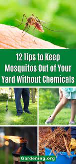12 Tips To Keep Mosquitos Out Of Your
