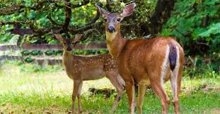 Repel Deer In Yard 20 Best Ways To