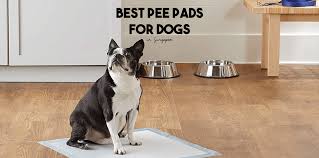 the best pads for dogs in singapore