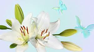 lily flower meaning and symbolism