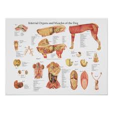 Dog Internal Organ Anatomy Poster Chart