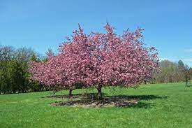 The 12 best trees for small spaces and front yards. Flowering Trees The Morton Arboretum