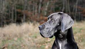 Save yourself time, money, and frustration by avoiding the most common mistakes made by great dane owners! Great Dane Adoption Rescue Danes In Distress Ontario