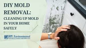 diy mold removal can you clean up mold