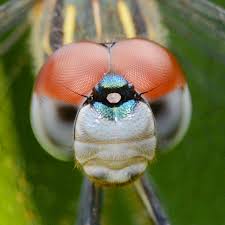 dragonflies eyes and a face benweb 3 3
