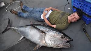 Tuna swim incredible distances as they migrate. Teenager Lands Giant Tuna Worth 30 000 Then Throws It Back The Times