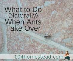 get rid of ants naturally with these tips