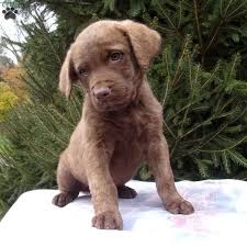 Both are sometimes mistaken as a sign of aggressiveness. Picasso Greenfield Puppies Retriever Puppy Chesapeake Bay Retriever Puppy Family Dogs Breeds
