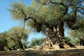 Image result for olive tree