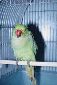 オウム病 （psittacosis、parrot fever）とは、 クラミジア の一種・ オウム病クラミジア （ chlamydophila psittaci あるいは chlamydophilia abortus ）の 感染 によって生ずる 人獣共通感染症 である。 ã‚ªã‚¦ãƒ ç—…
