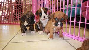 Find boxer puppies for sale with pictures from reputable boxer breeders. Puppies For Sale Local Breeders Huggable Boxer Puppies For Sale In Atlanta Ga At Puppies For Sale Local Breeders