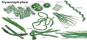 Pregon Agropecuario :: Algas y cianobacterias - Ganadería Bovina -  Artículos Técnicos