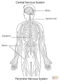 The human nervous system is a system of nerves that begins in the brain and is part of every area of your body â€ from your fingertips to your eyes, from the skin on your your brain and nerve endings feel the heat and signal your muscles to retract your hand. Pin On Cc Cycle 3 Science
