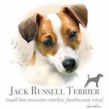 Details About Jack Russell Robinson T Shirt 7 X Large To 14 X Large Pick Size