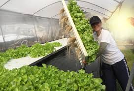 The Top Hydroponic Growing Systems