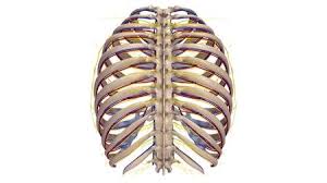 Rib cage anatomy the rib cage shaped in a mild cone shape and more flexible than most bone sets is made up of varying elements such as the thoracic human skeleton system rib cage anatomy posterior view buy photos. Ribs With Nerves Posterior View Stock Photo Picture And Royalty Free Image Image 68438979
