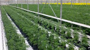 cans cultivation method