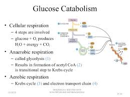 Cellular Respiration Glycolysis Tca And Etc