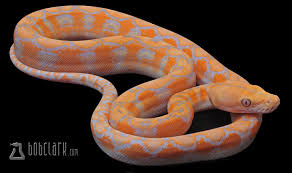 Thinking Of Buying A Super Dwarf Reticulated Python