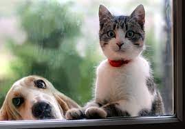 Cats And Dogs Teach Your Dog And Cat