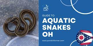 aquatic water snakes in ohio id