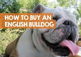 English bulldog puppies from small scale breeders are likely to cost between 1 500 and 4 000. What To Look For When Buying An English Bulldog Puppy Questions