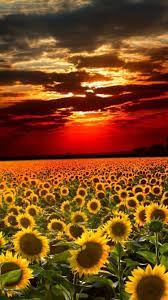 Nature Sunflower Field Landscape iPhone ...