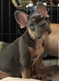 Bull is brindle & available for one thousand dollars. Milo Male Akc French Bulldog Puppy For Sale Sparta North Carolina Frenchbulldog Frenchbulldogpupp French Bulldog Puppies Bulldog Puppies Bulldog Breeds