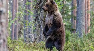 В калужских лесах заметили медведя