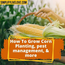How To Grow Corn In A Raised Bed Garden
