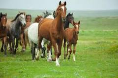 what-do-wild-horses-eat-other-than-grass