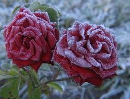 roses winter care preparing roses for