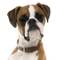 Find boxer puppies and breeders in your area and helpful boxer information. Boxer Puppies For Sale Adoptapet Com