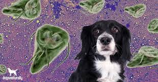 giardia in dogs how to get rid of it