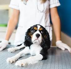 An upset tummy is common after sedation. Should You Always Spay Neuter Your Dog American Kennel Club