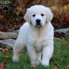 To learn more about each adoptable dog, click on the i icon for some fast facts or click on their name or photo for full details. English Cream Golden Retriever Puppies For Sale Greenfield Puppies