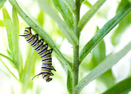 eating milkweed doesn t make monarch