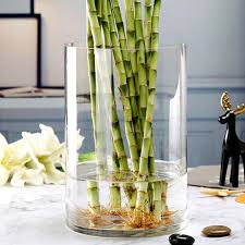 Minimalist Water Bamboo Glass Vase