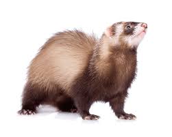 Ferret Poop A Go To Guide On Ferret Bowel Movements