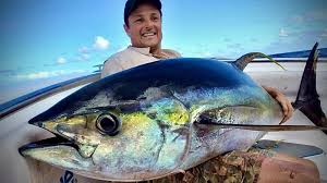 yellowfin tuna louisiana catch and