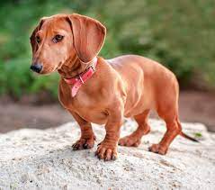 dachshund puppies and dogs in oak ridge