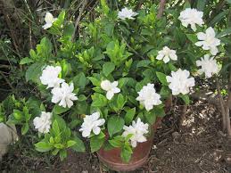 Don't feed gardenias in the fall. Indoor Gardenia Care House Plant Hobbyist