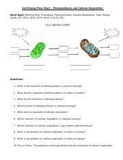 Cell Energy Flow Review Photosynthesis And Respiration Doc