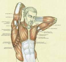 Learn vocabulary, terms and more with flashcards, games and other study tools. Muscles Of The Neck And Torso Classic Human Anatomy In Motion The Artist S Guide To The Dynamics Of Figure Drawing