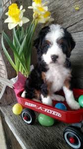 Adelaide Bernadoodle Mini Puppy For Sale In Millersburg Oh