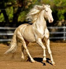 But please don't do it too frequently, or the hair will be easy to get dry and tangled. Beautiful Horse Shiny Blonde Hair Akhal Teke 5 Shoe Untied