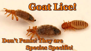 Goat Lice Diatomaceous Earth Youtube
