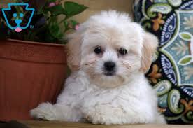 teddy bear dog breeds for cuteness and